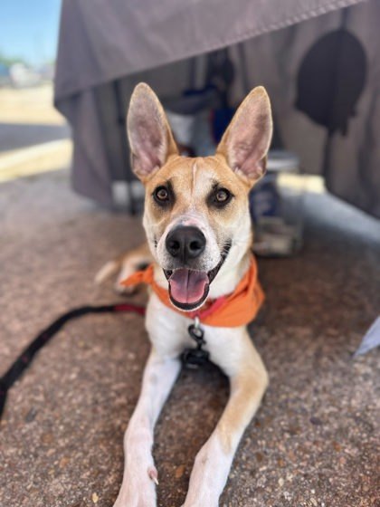Maverick, an adoptable Mixed Breed in Pequot Lakes, MN, 56472 | Photo Image 2