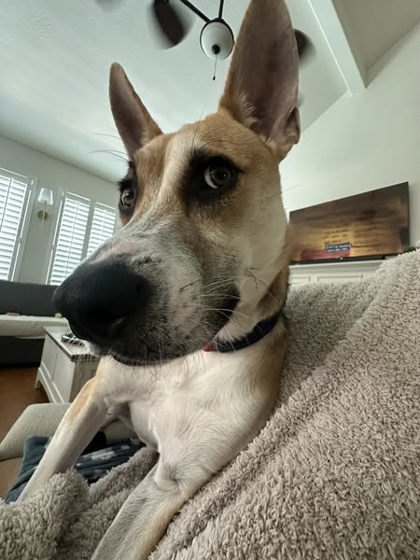 Maverick, an adoptable Mixed Breed in Pequot Lakes, MN, 56472 | Photo Image 3
