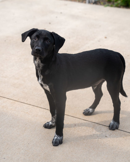 Jasper, an adoptable Australian Cattle Dog / Blue Heeler, Mixed Breed in Pequot Lakes, MN, 56472 | Photo Image 1