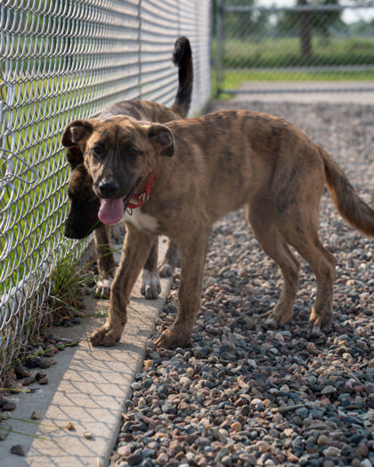 Bertie Mae, an adoptable Black Mouth Cur, Mixed Breed in Pequot Lakes, MN, 56472 | Photo Image 1
