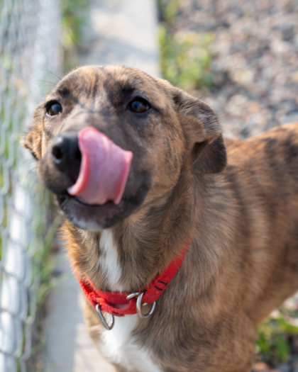 Bertie Mae, an adoptable Black Mouth Cur, Mixed Breed in Pequot Lakes, MN, 56472 | Photo Image 2