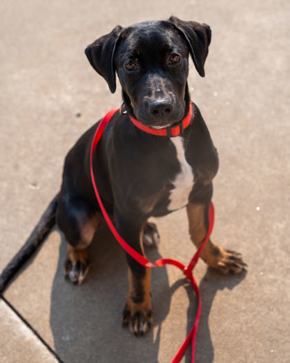 Butterball, an adoptable Hound, Mixed Breed in Pequot Lakes, MN, 56472 | Photo Image 1