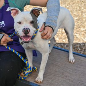 Suaveena, Adult Female Mixed Breed