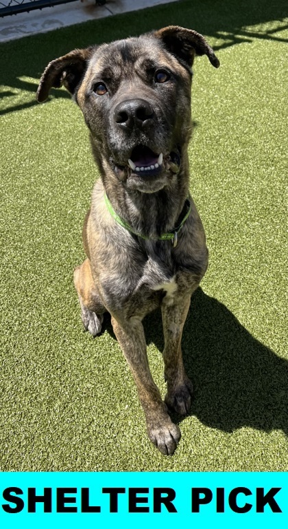 Sitka, an adoptable Mastiff, Mixed Breed in Eugene, OR, 97402 | Photo Image 1