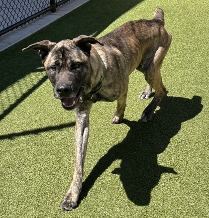 Sitka, an adoptable Mastiff, Mixed Breed in Eugene, OR, 97402 | Photo Image 2
