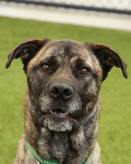 Sitka, an adoptable Mastiff, Mixed Breed in Eugene, OR, 97402 | Photo Image 3