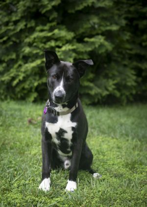 Tommy, Adult Male Shepherd