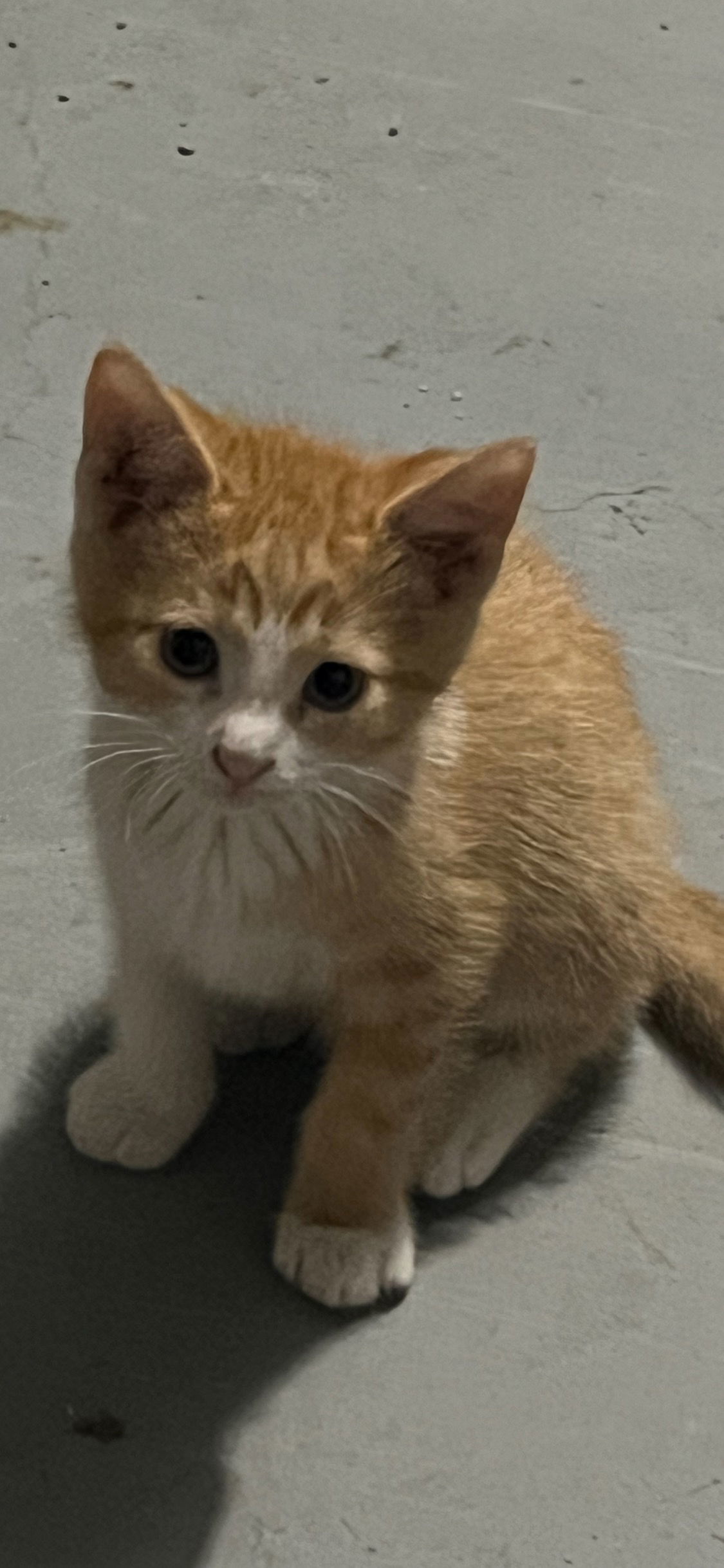 Leo