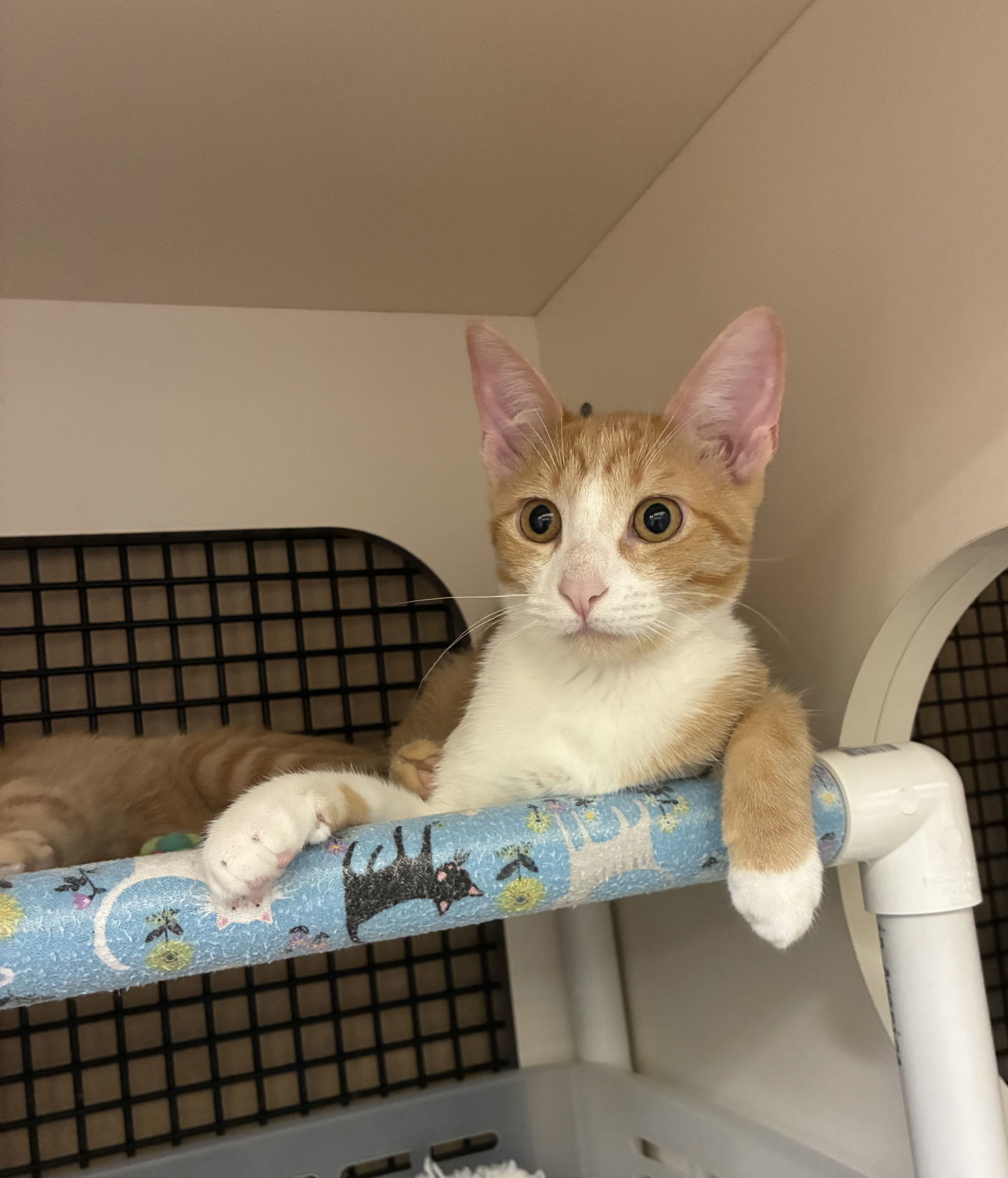 Leila