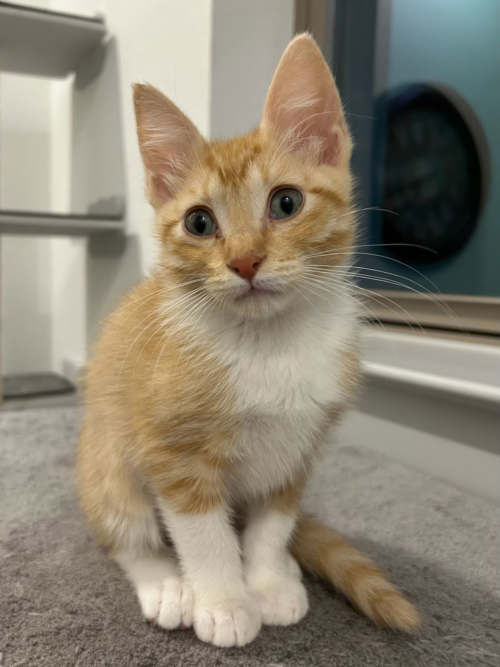 Ginger kid