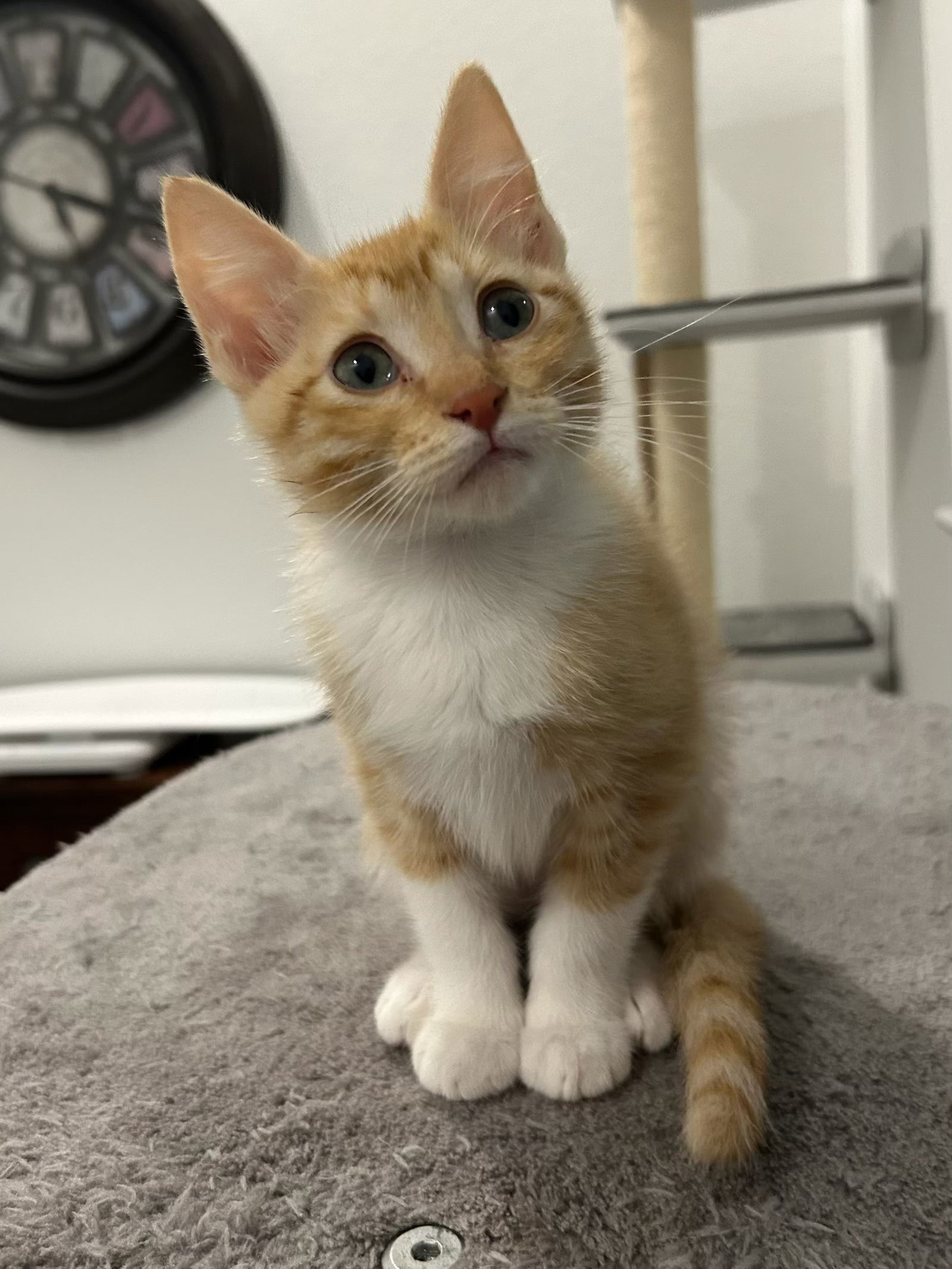 Ginger kid