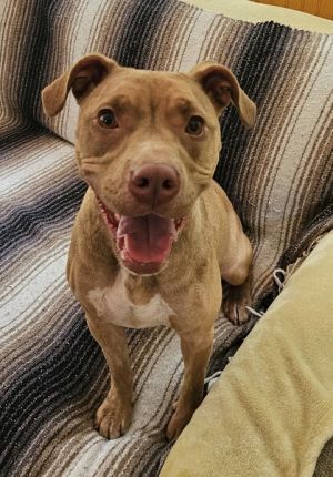Lana American Staffordshire Terrier Dog