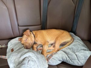 Frito Labrador Retriever Dog