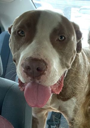 Indy American Staffordshire Terrier Dog