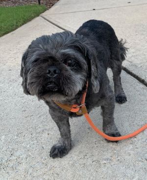 Schmitty Shih Tzu Dog