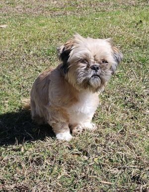 Sammie and DD Shih Tzu Dog