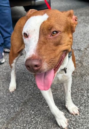 Letty American Staffordshire Terrier Dog