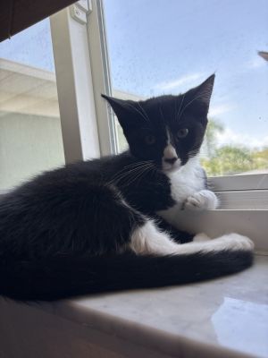 Twilight, Adult Female unknown