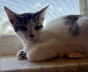 Misty, Adult Female unknown