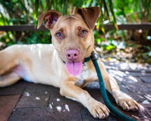 Pinky, Young Female Terrier