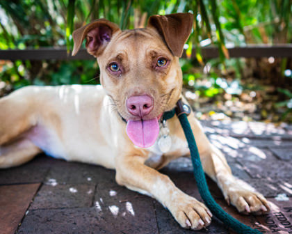 Pinky, an adoptable Terrier, Mixed Breed in Honolulu, HI, 96826 | Photo Image 1