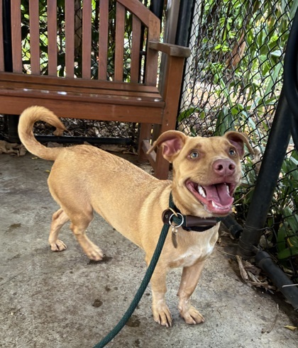 Pinky, an adoptable Terrier, Mixed Breed in Honolulu, HI, 96826 | Photo Image 2