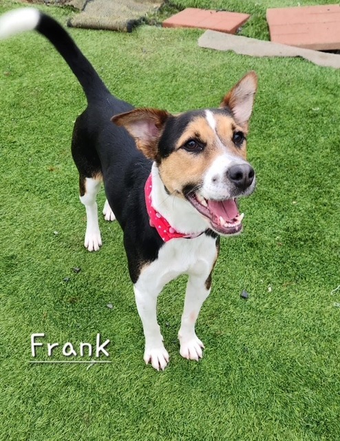 Frank, an adoptable Basenji, Terrier in Dalton, GA, 30721 | Photo Image 1