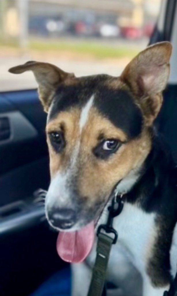 Frank, an adoptable Basenji, Terrier in Dalton, GA, 30721 | Photo Image 2