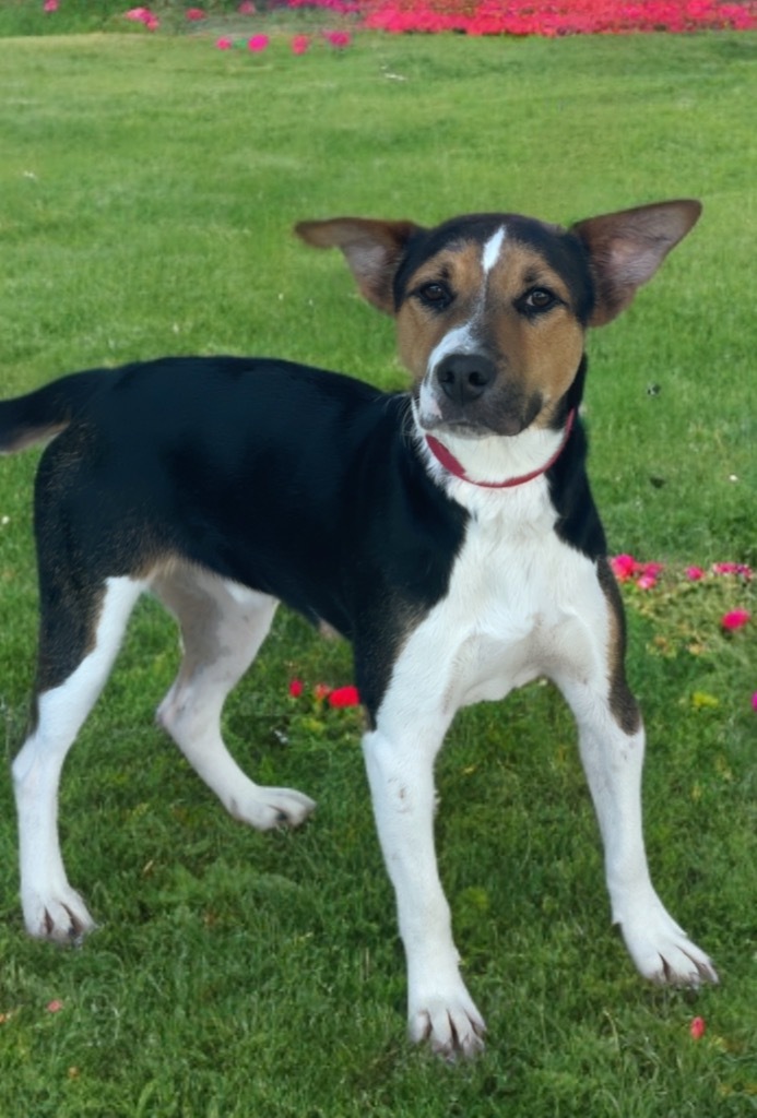 Frank, an adoptable Basenji, Terrier in Dalton, GA, 30721 | Photo Image 4
