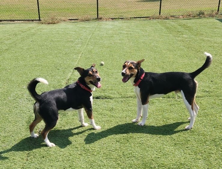 Frank, an adoptable Basenji, Terrier in Dalton, GA, 30721 | Photo Image 6