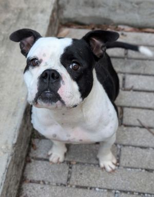 Hello there Im Wilhelmina your future best friend Life here in the shelter is okay but I yearn 