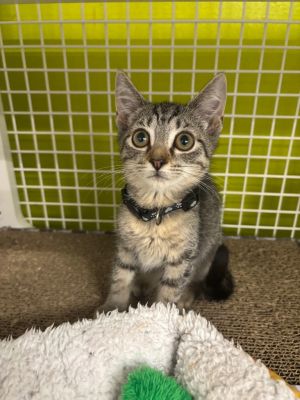 Liz Domestic Short Hair Cat