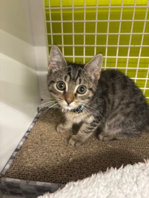 Chloe Domestic Short Hair Cat