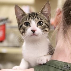 Yasmin, Baby Female Domestic Short Hair