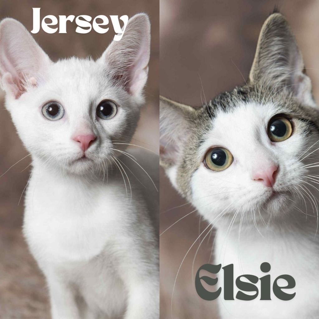 Jersey / Elsie