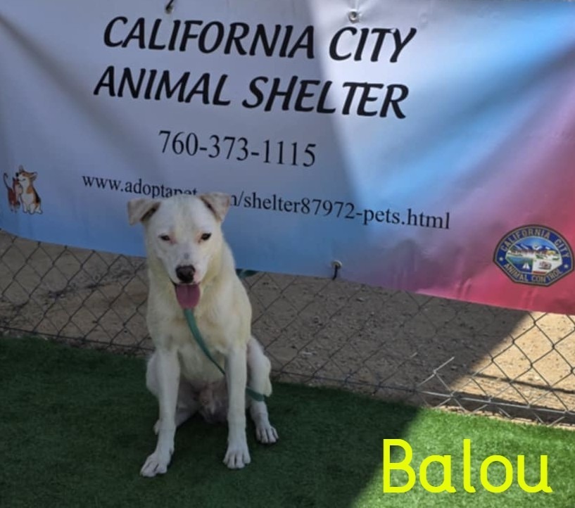 Balou