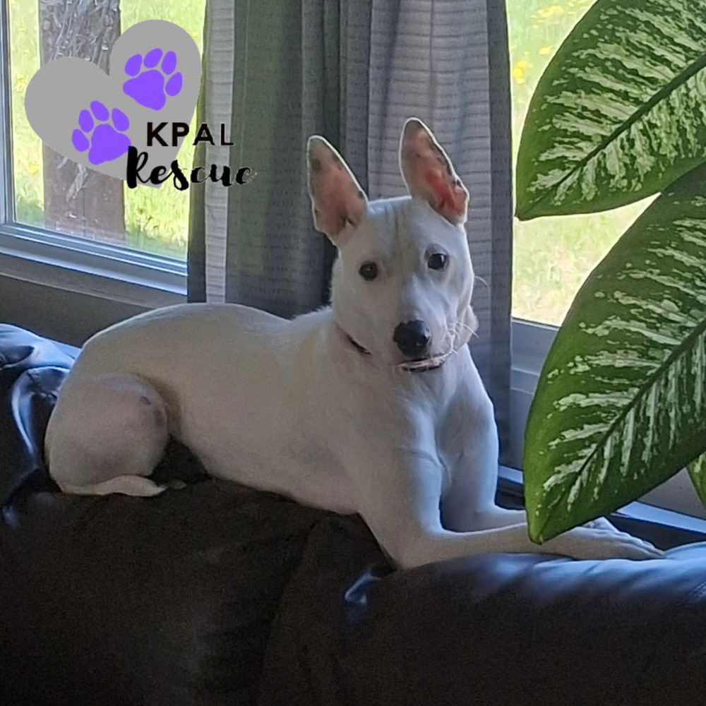 Bella, an adoptable Mixed Breed in Kenai, AK, 99611 | Photo Image 1