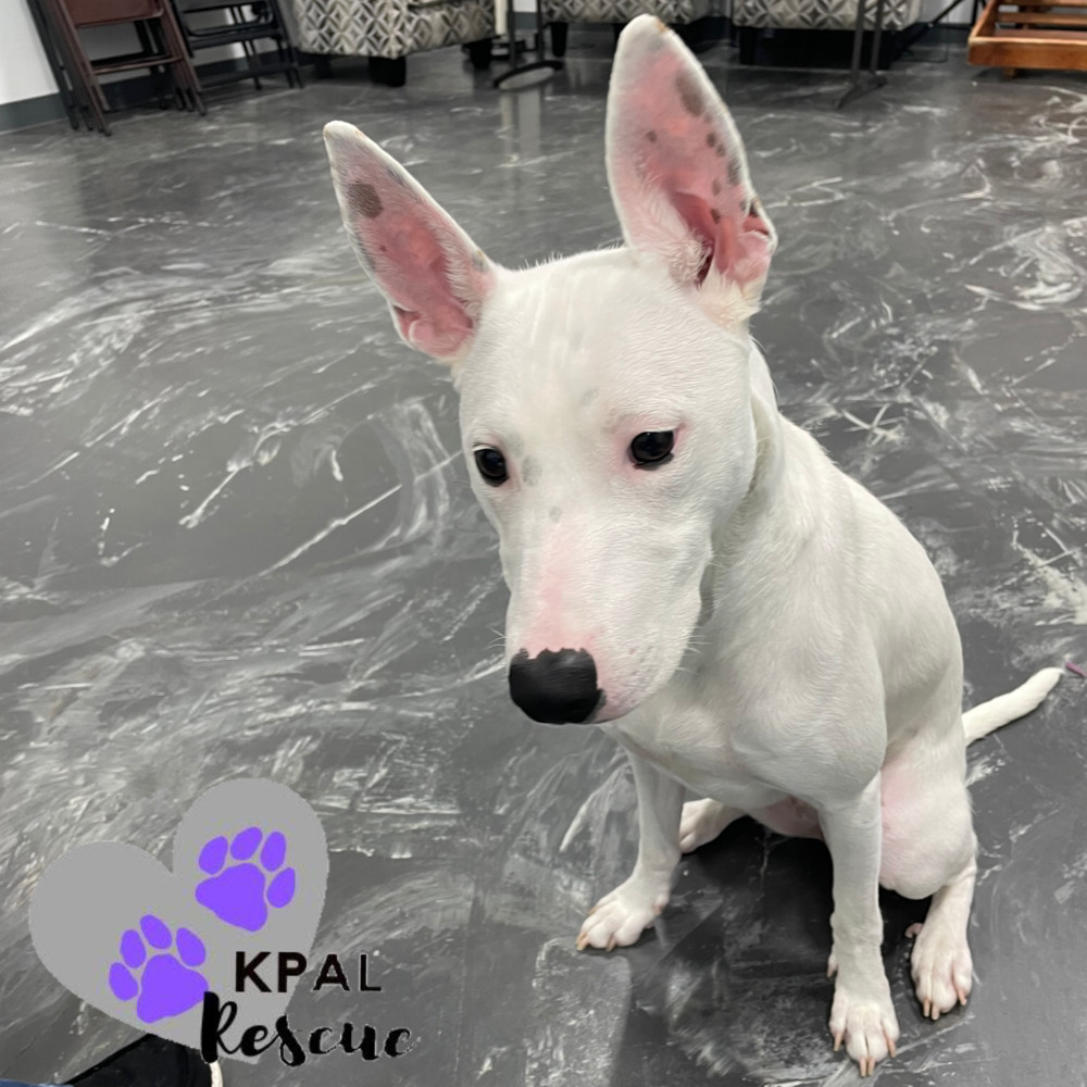Bella, an adoptable Mixed Breed in Kenai, AK, 99611 | Photo Image 2