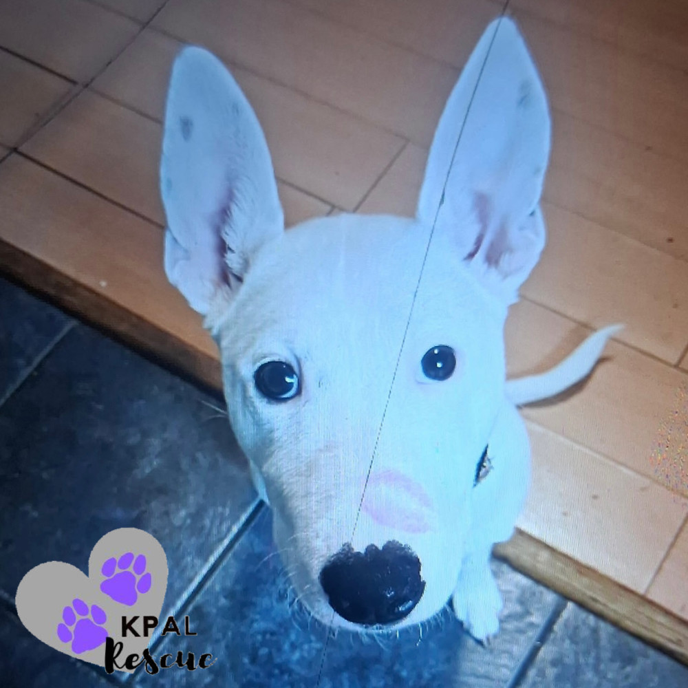 Bella, an adoptable Mixed Breed in Kenai, AK, 99611 | Photo Image 3