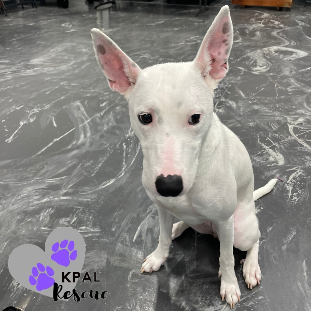 Bella, an adoptable Mixed Breed in Kenai, AK, 99611 | Photo Image 4