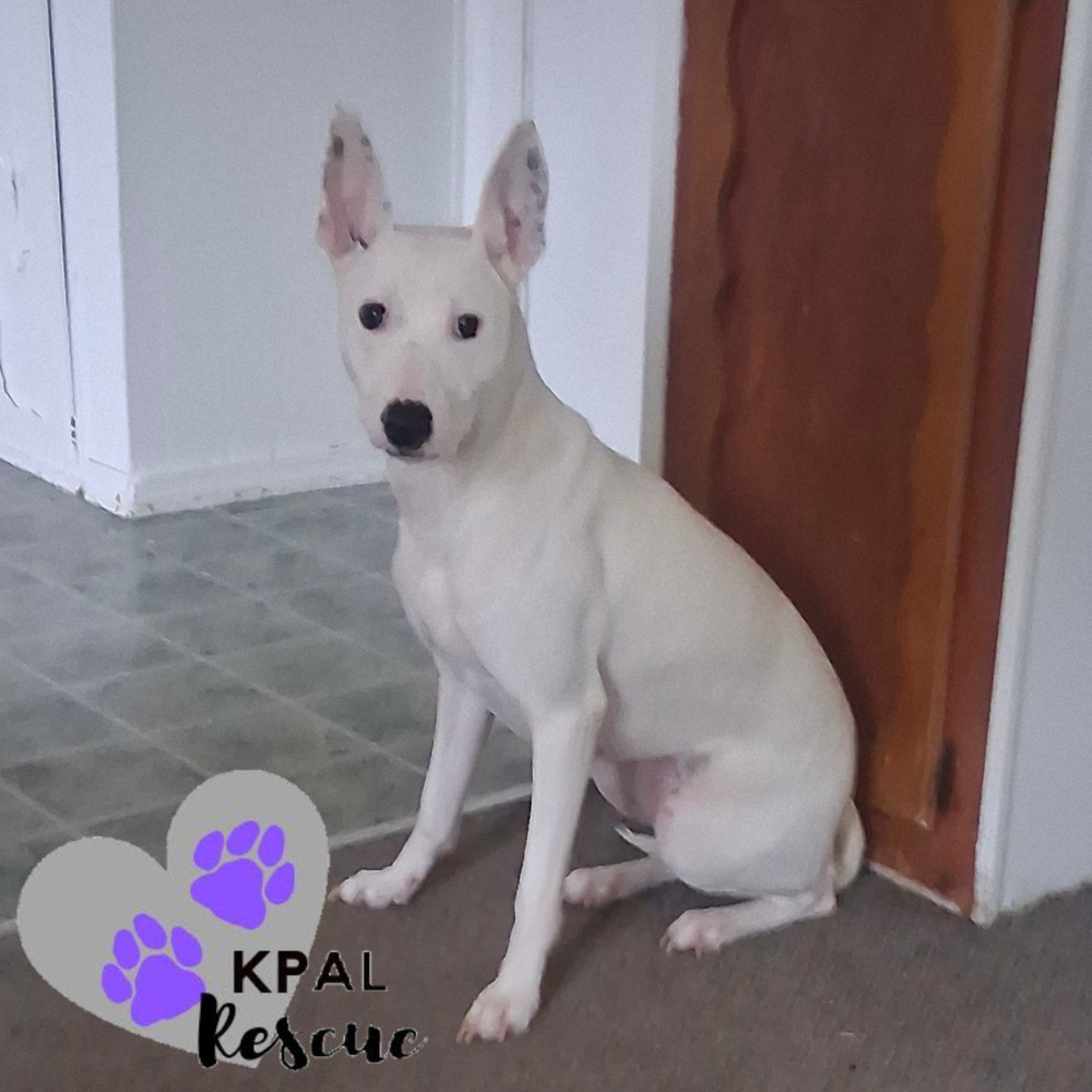 Bella, an adoptable Mixed Breed in Kenai, AK, 99611 | Photo Image 5