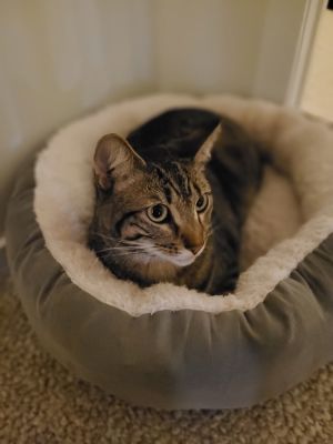 Cocoa is an energetic bundle of fun and cuddles He loves to play and dunk his fuzzies toys in his