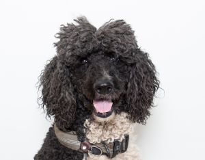 Greetings from a galaxy not too far away - Woods Humane Society I am Jedi-Play Master Luke Woof-wal