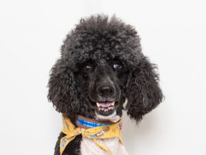 Greetings from a galaxy not too far away - Woods Humane Society I am Jedi-Play Master Luke Woof-wal