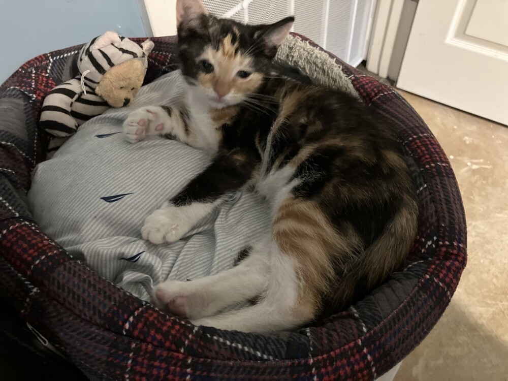 Elle