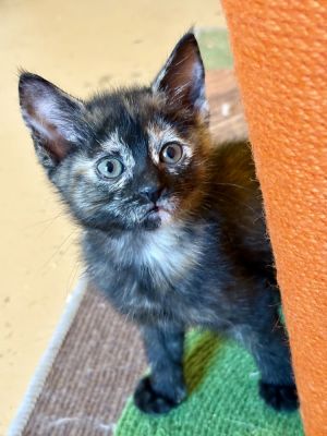 Happy, Baby Female Domestic Short Hair