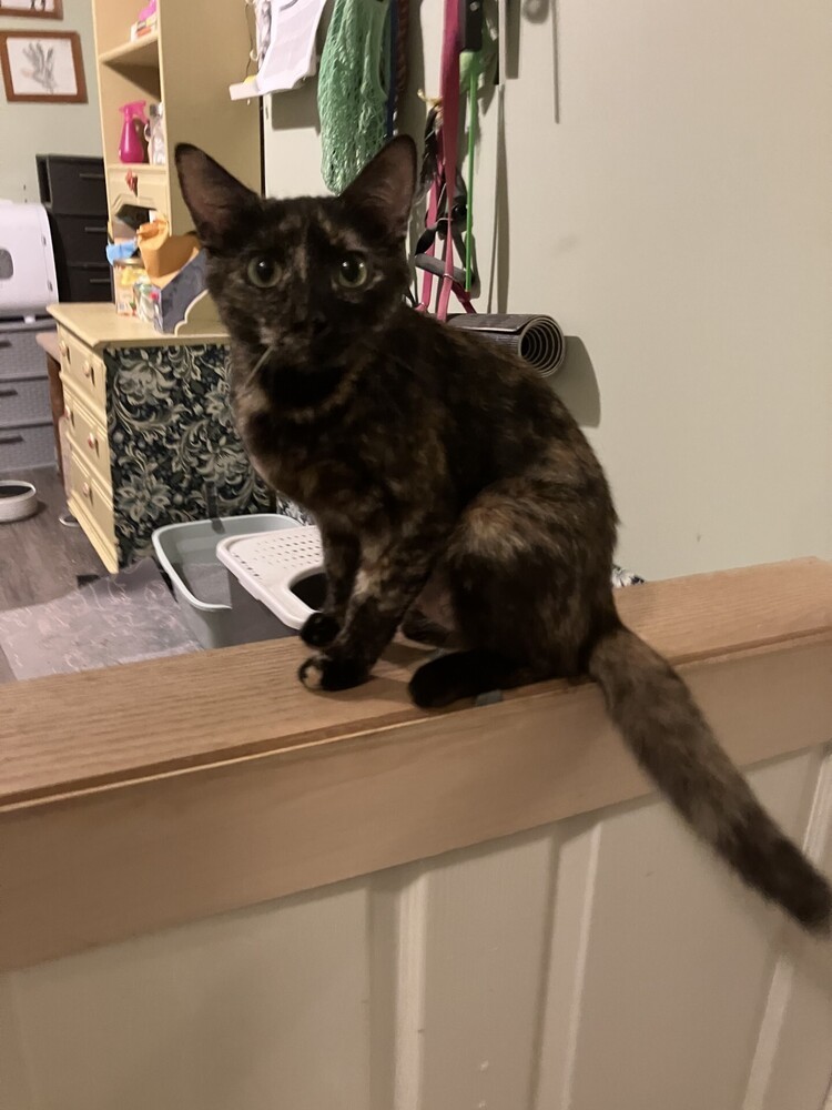 Gia
