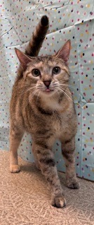 Cheyenne