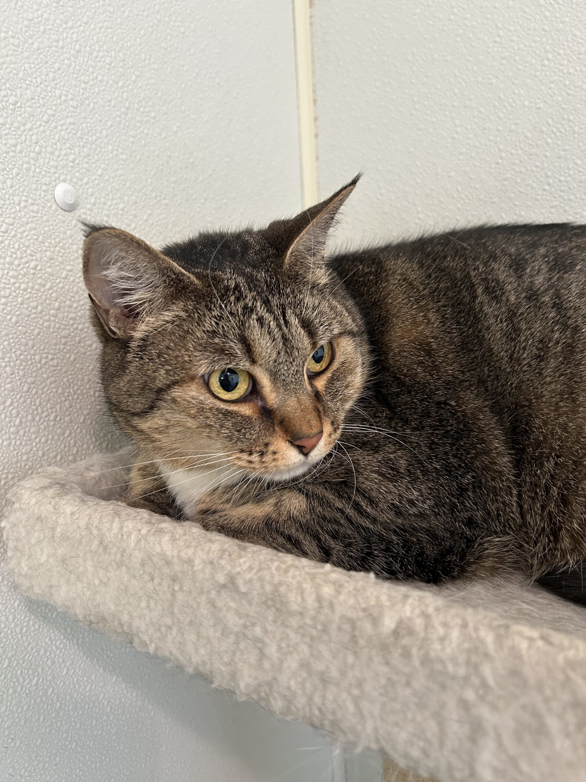 Matilda, an adoptable Domestic Short Hair in Dillon, MT, 59725 | Photo Image 1