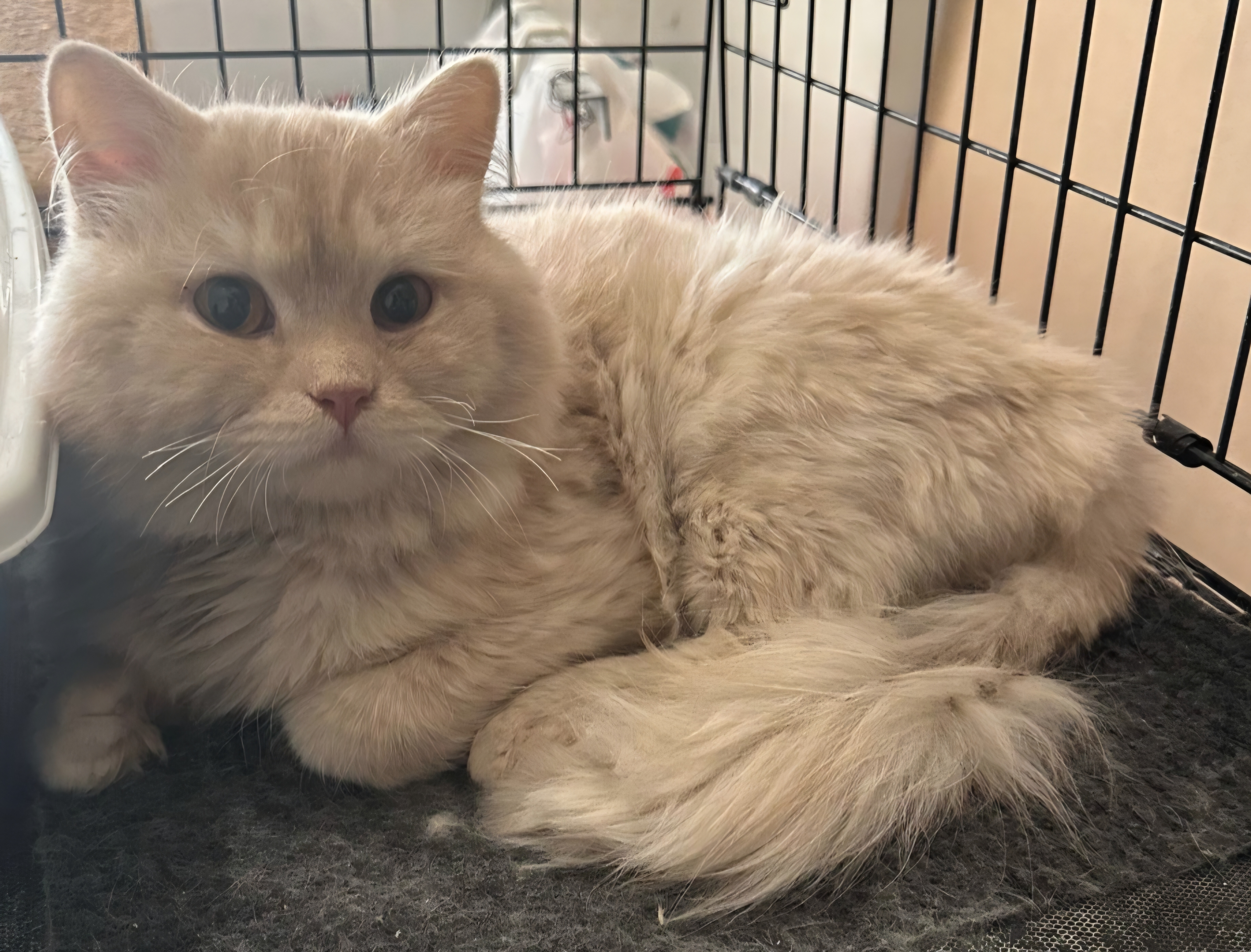 Redo, an adoptable Persian in Snow Hill, MD, 21863 | Photo Image 1